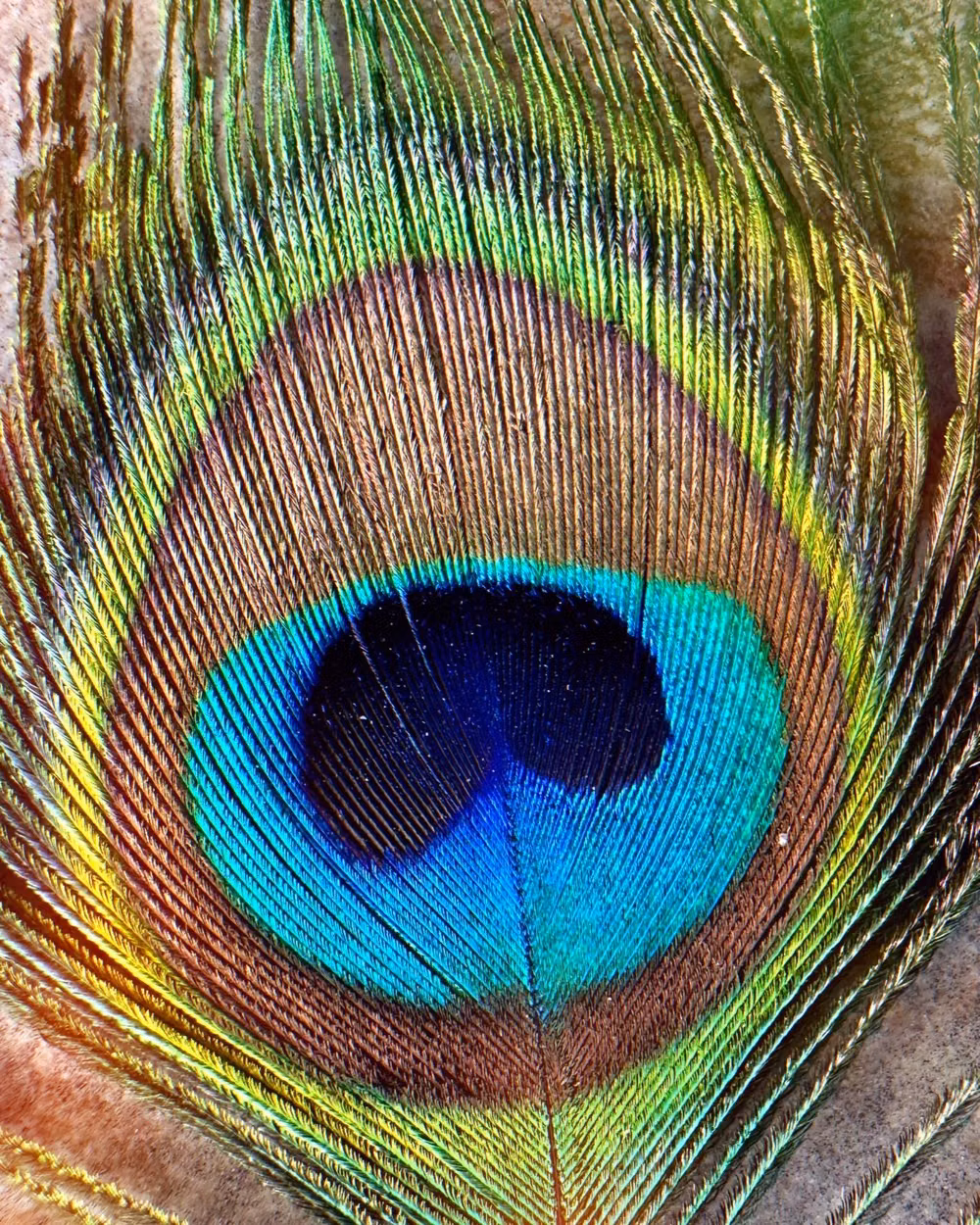 peacock feather eye macro photograph - Nature’s eye: a close-up of Atlas’s mesmerizing peacock feather 🪶