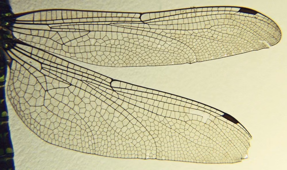dragonfly wings delicate veins macro photograph -