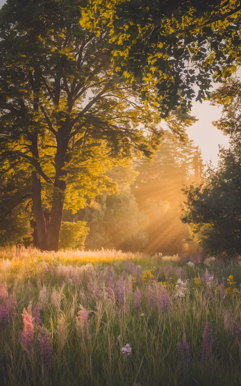 wildflower meadow warm sunlight photograph - serene forest clearing glows under golden sunlight, where tall trees encircle a wildflower meadow. Shades of pink, purple, and yellow bloom beneath vibrant green canopies. This tranquil moment in nature is a perfect blend of light, color, and calm—inviting peace and connection with the outdoors. Ideal for nature lovers and photography inspiration.
