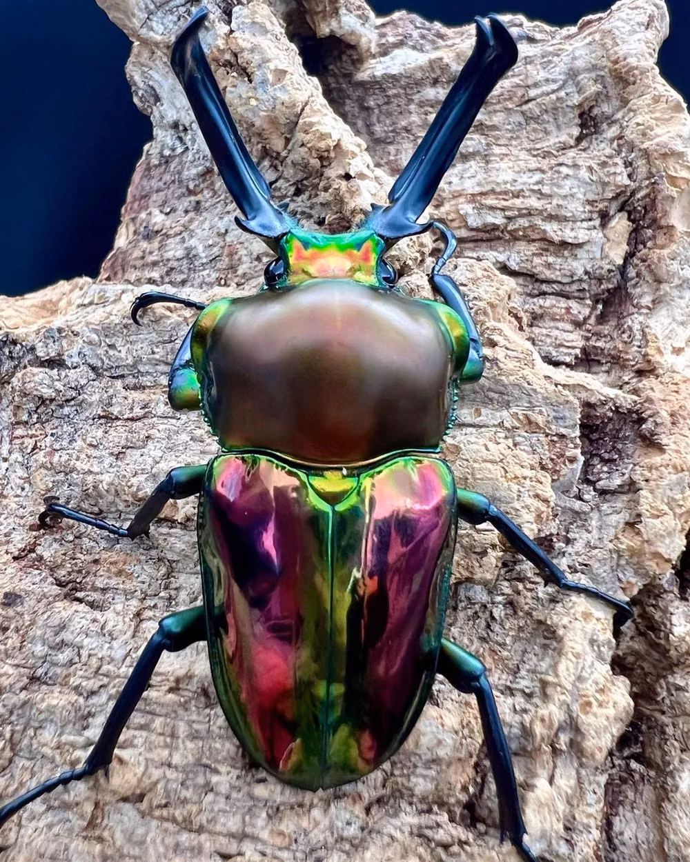 metallic beetle macro photograph - Nature’s Living Gem: Rainbow Stag Beetle (Phalacrognathus muelleri) in All Its Glory 🌈🪲  Behold the breathtaking beauty of the rainbow stag beetle (Phalacrognathus muelleri), brilliantly photographed by Sametch. Its metallic exoskeleton shimmers with an array of iridescent greens, golds, and purples, making it look like a jewel come to life. The impressive antler-like mandibles add both elegance and power, while the beetle’s glossy surface reflects light in a dazzling display, perfectly comple