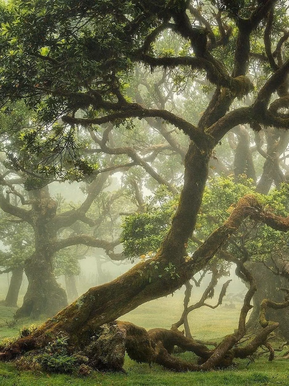 ancient moss covered forest photograph - 