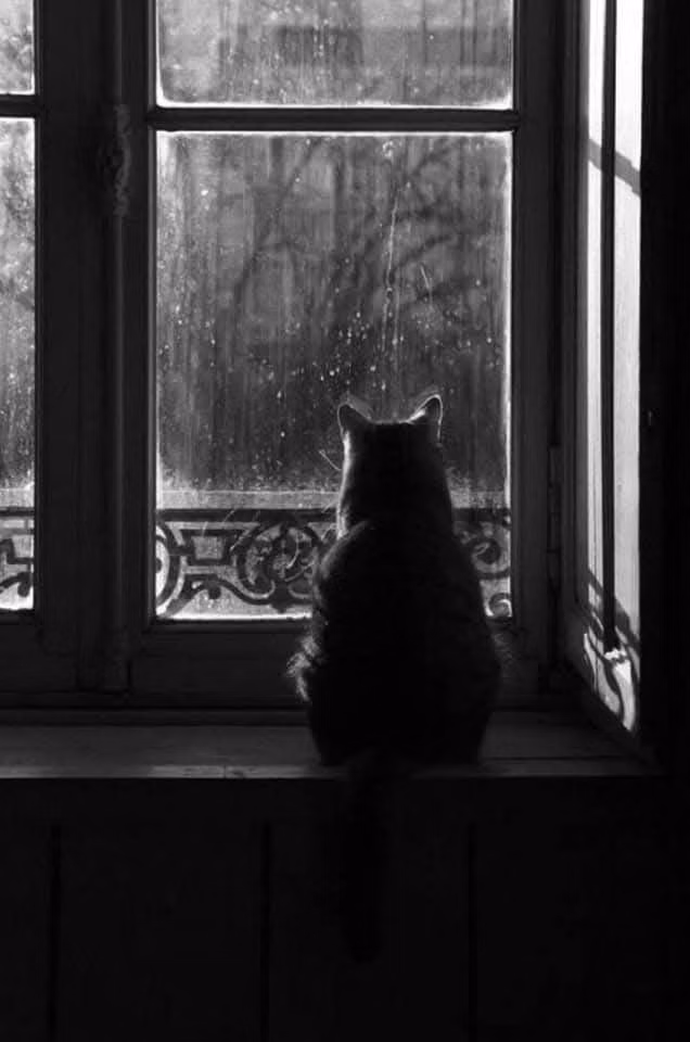 cat on windowsill rainy night photograph -