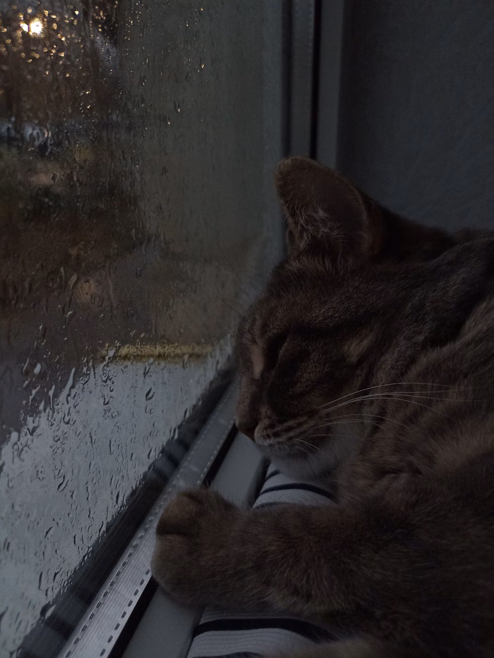 cat on windowsill rainy night photograph -