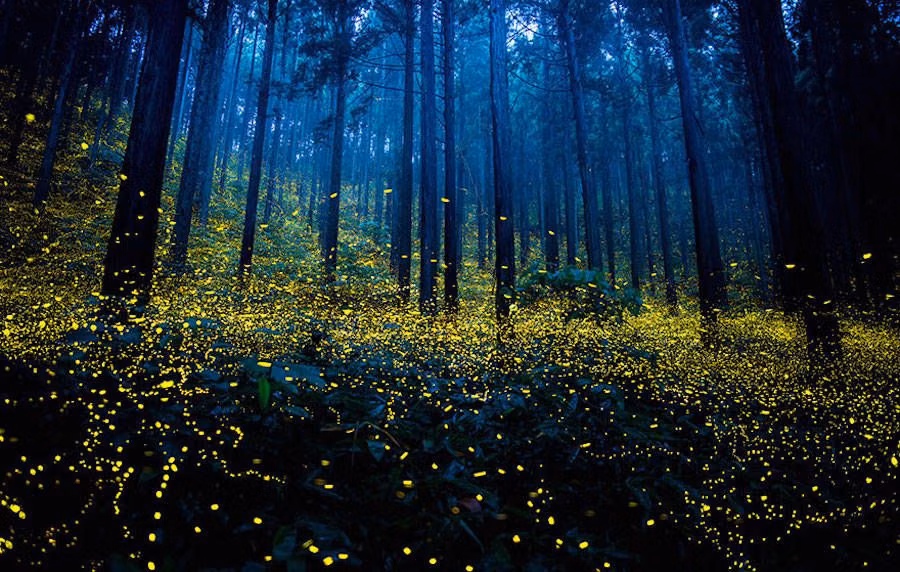 fireflies glowing forest long exposure photograph - Gold Fireflies Dance Through Japanese Enchanted Forest in the Summer of 2016 An array of photographers captured these stunning images of gold fireflies during Japan’s rainy season in June and July. A dazzling long-exposure effort, the fireflies resemble a chimerical glittery effect only seen by fairies in enchanted forests.