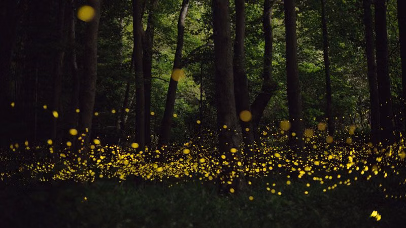 fireflies glowing forest long exposure photograph - Les lucioles, Tsuneaki Hiramatsu (long exposure)
