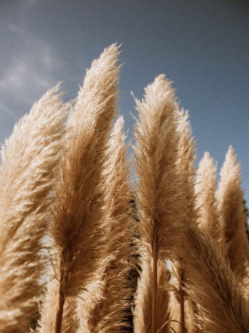 pampas grass dried botanicals natural light photograph -