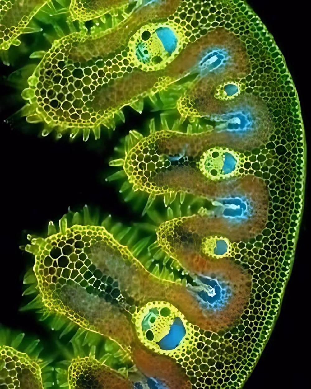 amoeba microscope photograph organic shape - Under a microscope, blades of grass can look like they’re smiling—thanks to the curved shape of their epidermal cells. 🌱😊  It’s just a biological coincidence, not emotion—but it’s a wholesome reminder that even nature has a sense of humor.  #science #wholesome #explore