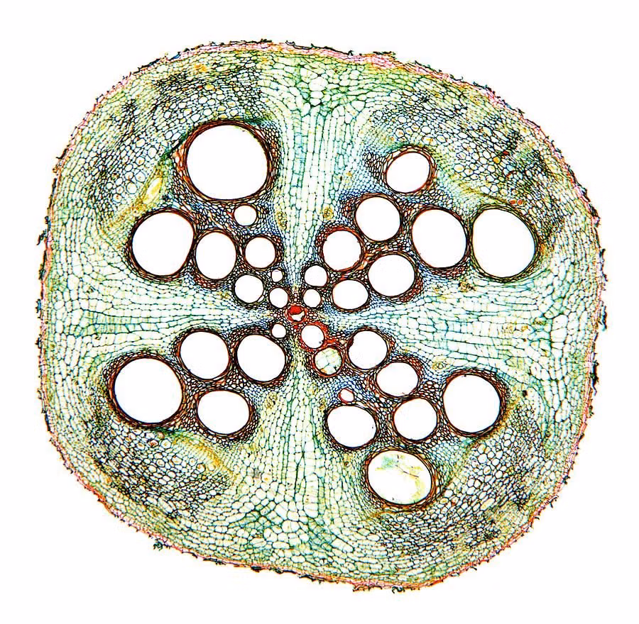 organic cells microscope photograph rounded forms -
