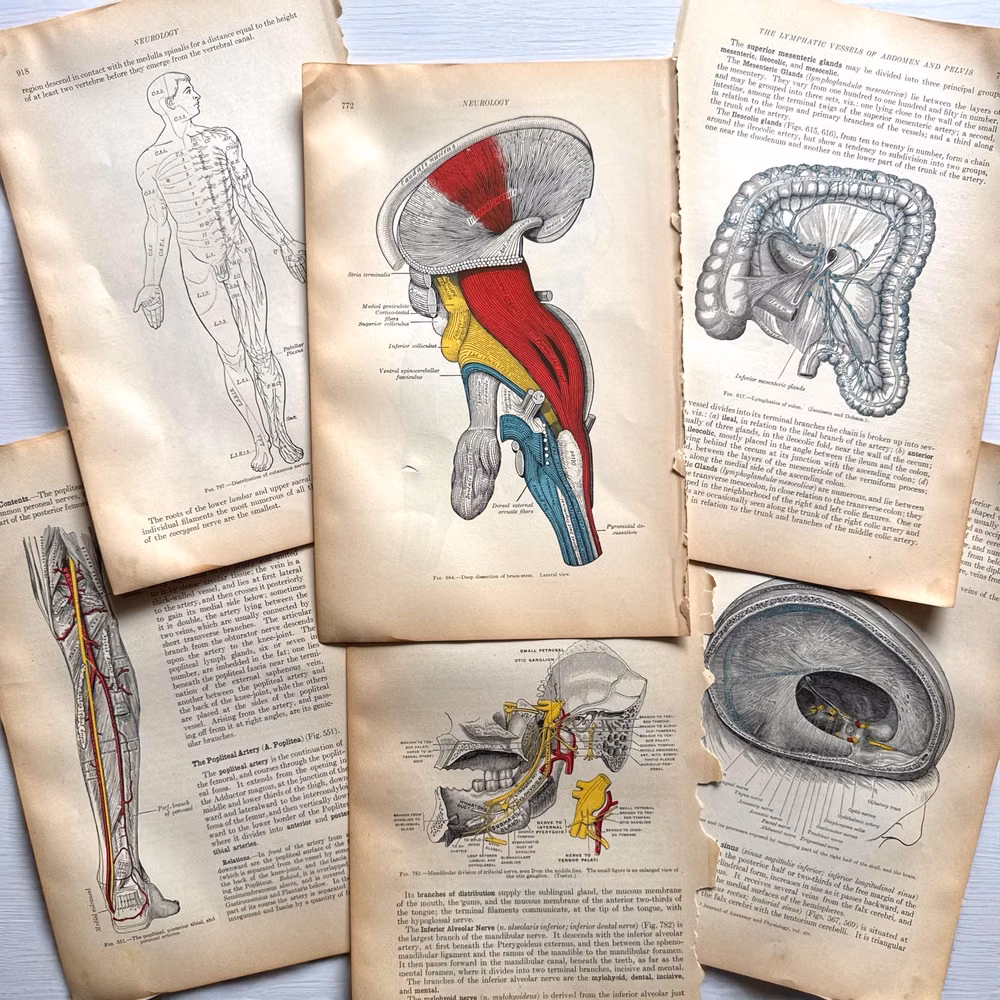 antique anatomical plate book photograph - Antique 1918 Grays Anatomy Book Plate Engravings, Human Anatomy Illustrations Lot, Human Body Lithograph, Antique Medical Book Pages