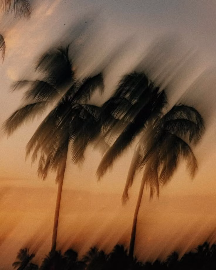 palm tree sunset film photograph - 