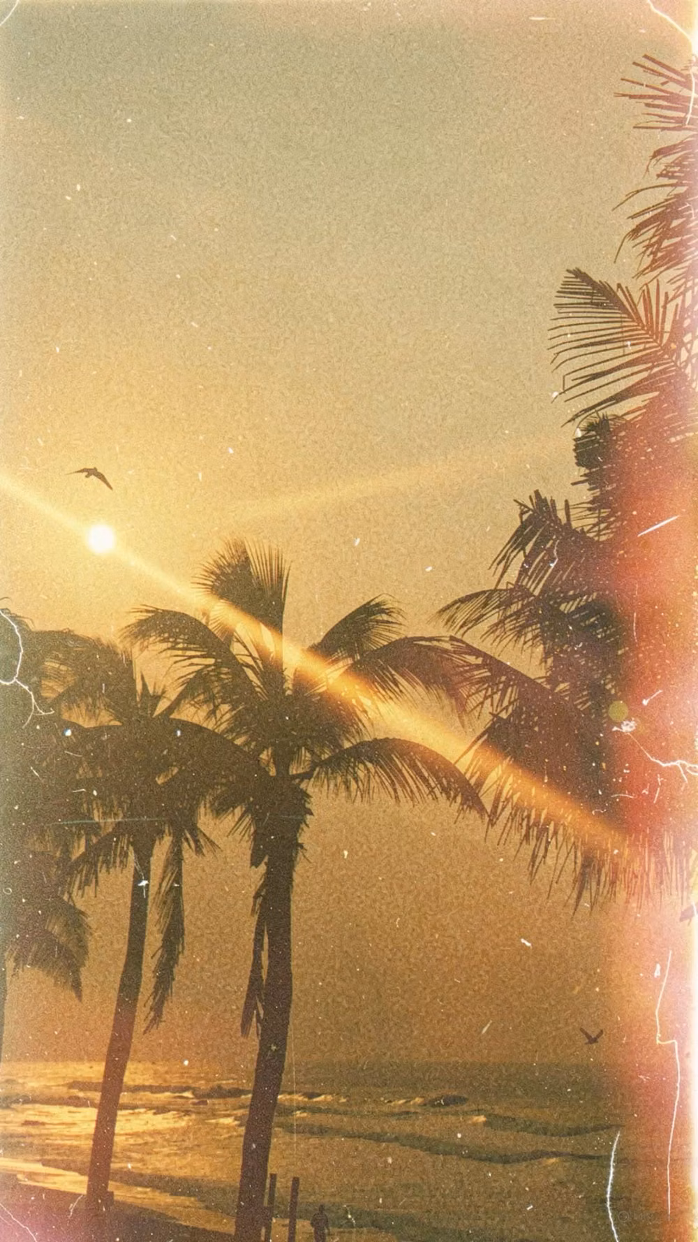 palm tree sunset film photograph - 