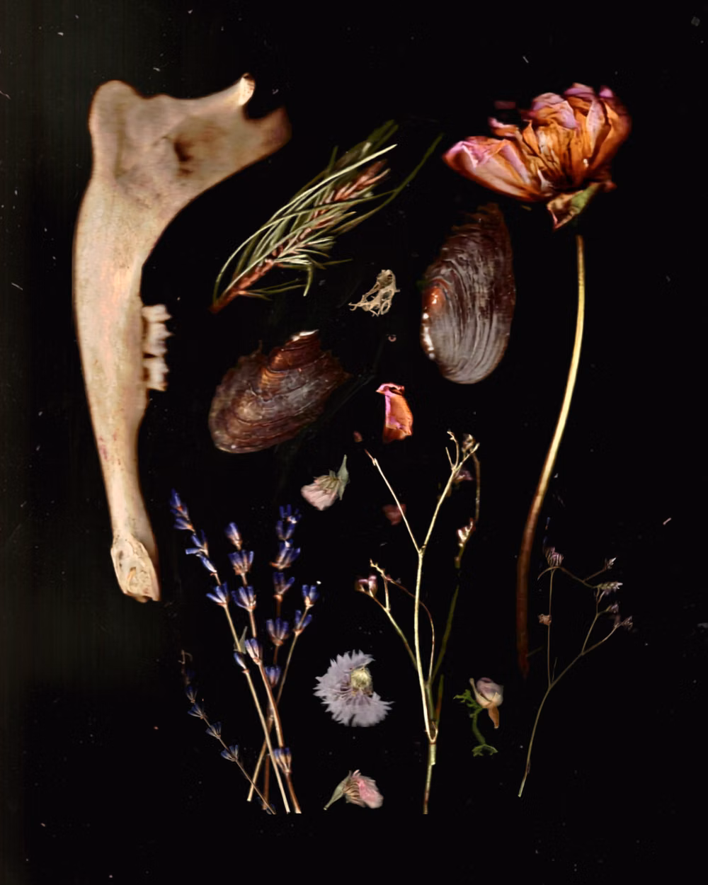 pressed dark botanical specimens photograph - 